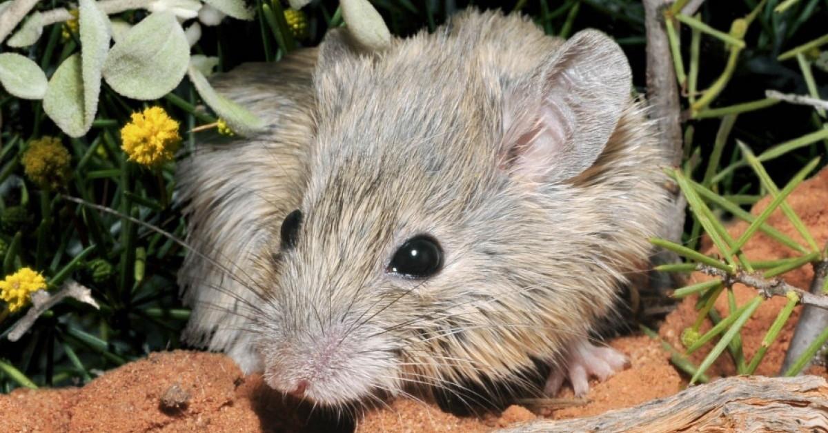 Consiguen revertir el alzhéimer en ratones con el uso de nanopartículas