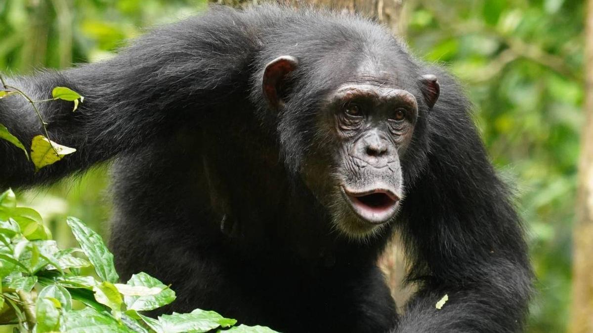 Un chimpancé hembra vocaliza en el bosque Tai, en Costa de Marfil.