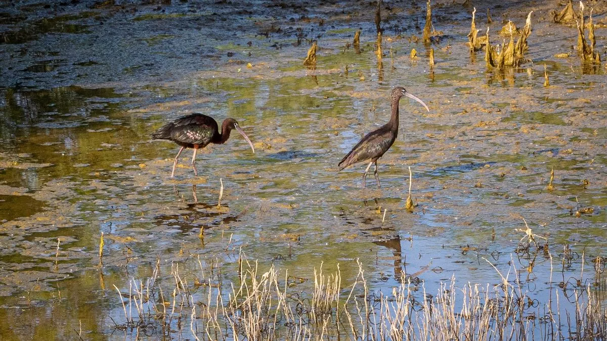 Fauna en el corredor verde del Guadiamar, a 22 de abril de 2023, en Sevilla.