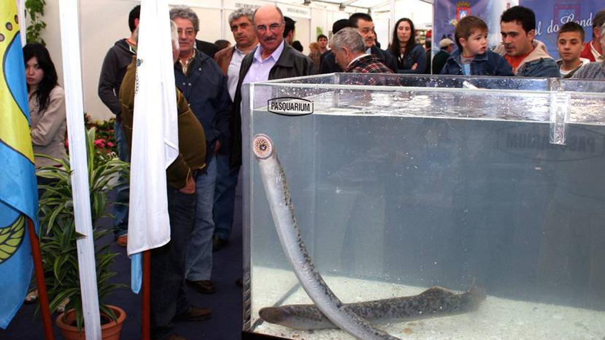 Lampreas en la Festa da Lamprea de Arbo (Pontevedra).