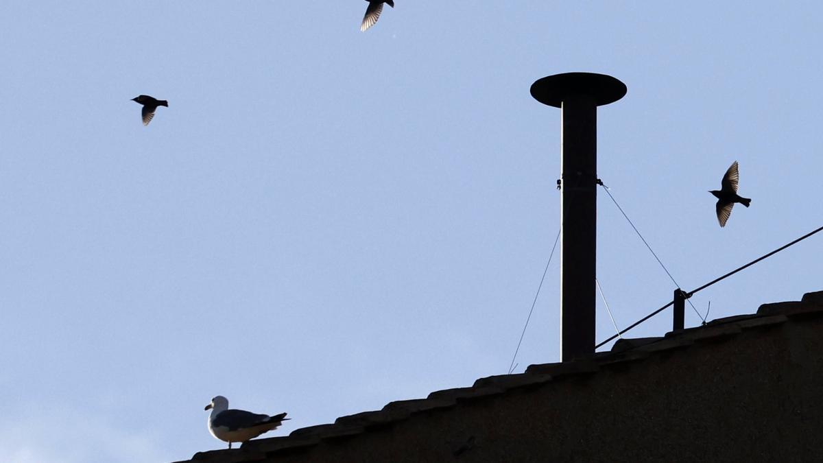 ¿Qué pasa cuando hay fumata blanca?