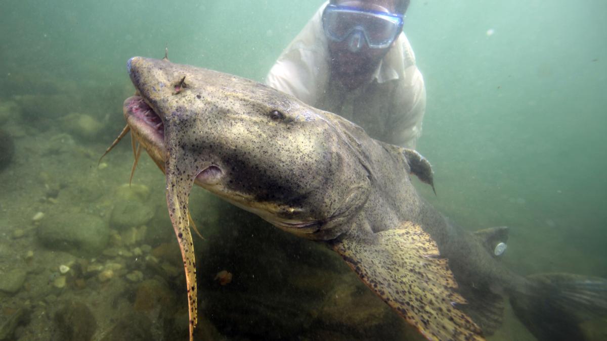 ООН сообщила о падении численности мигрирующих речных рыб на 81 %