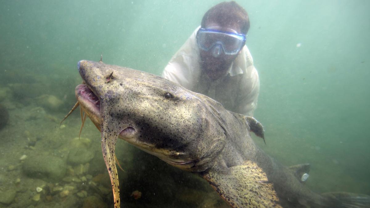 Ejemplar de pez gato Goonch, en una foto de archivo.