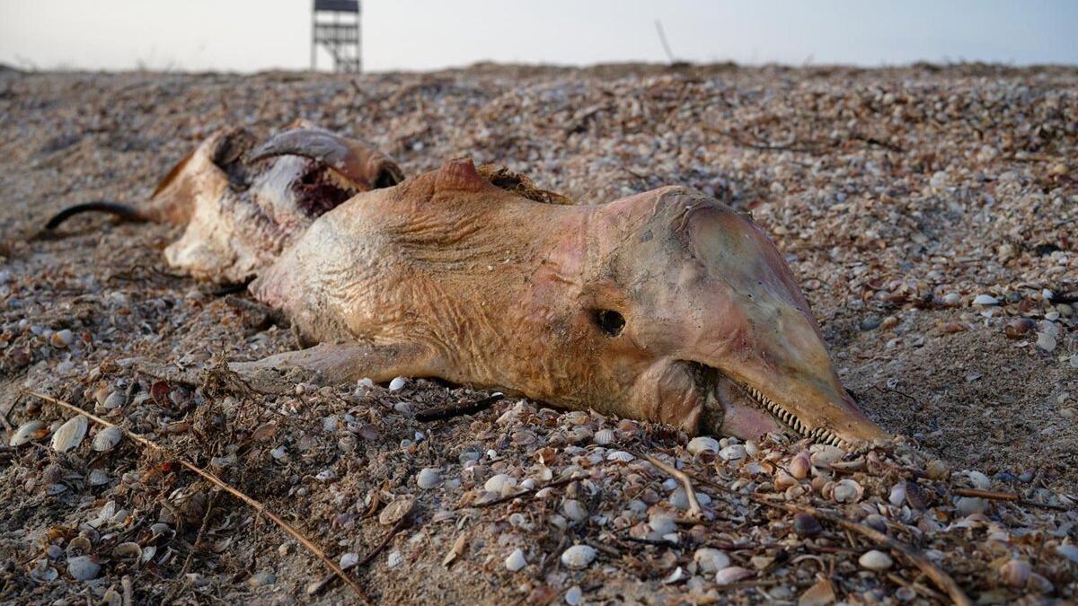 El cadáver de un delfín varado en la costa del parque nacional de las lagunas de Tuzly, en la región de Odesa (Ucrania), el 5 de junio de 2025.