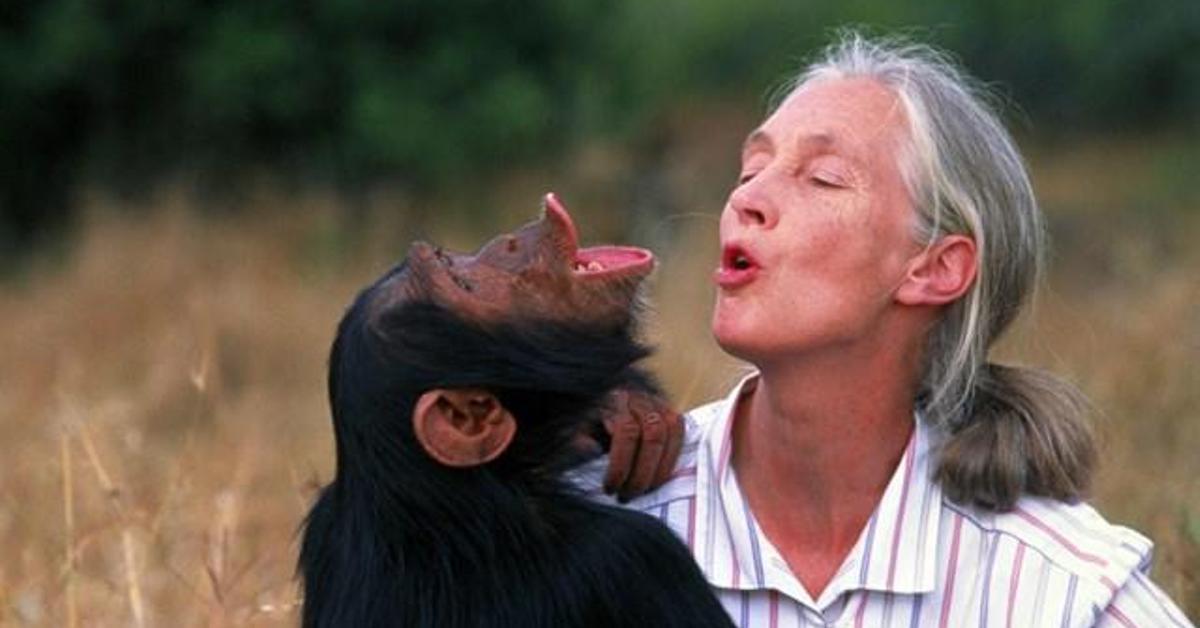 Muere a los 91 años Jane Goodall, experta mundial en chimpancés y referente en la ecología