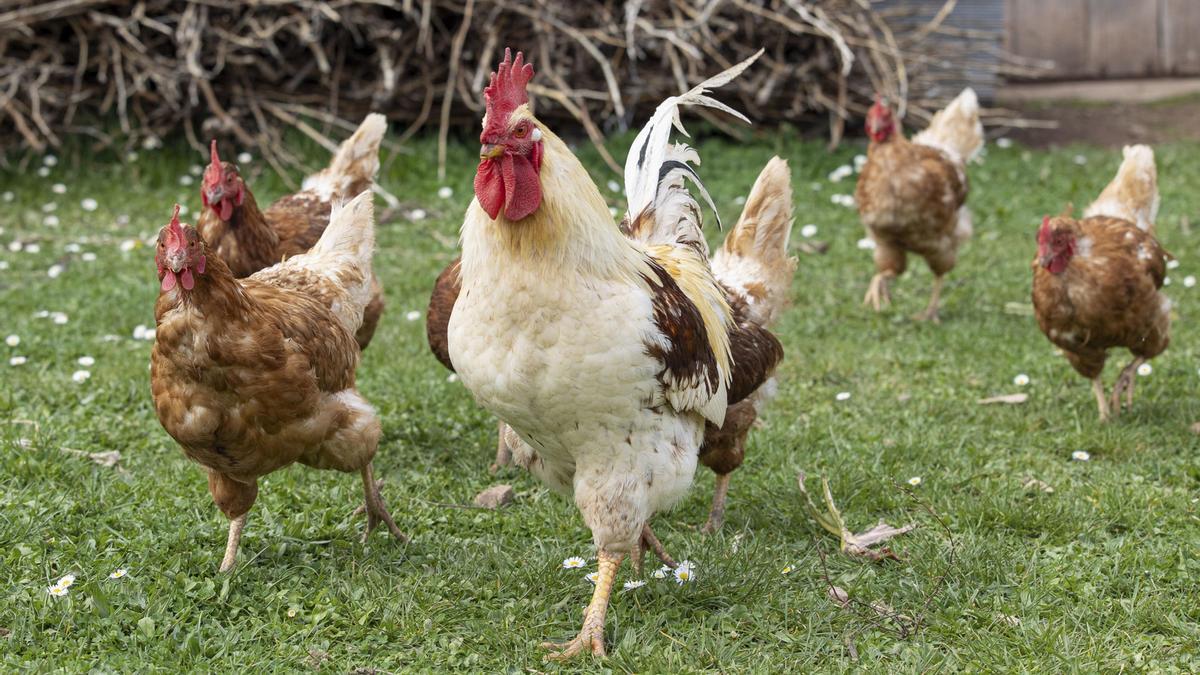 La Rioja mantiene confinadas a unas 500.000 aves de corral en 50 granjas,