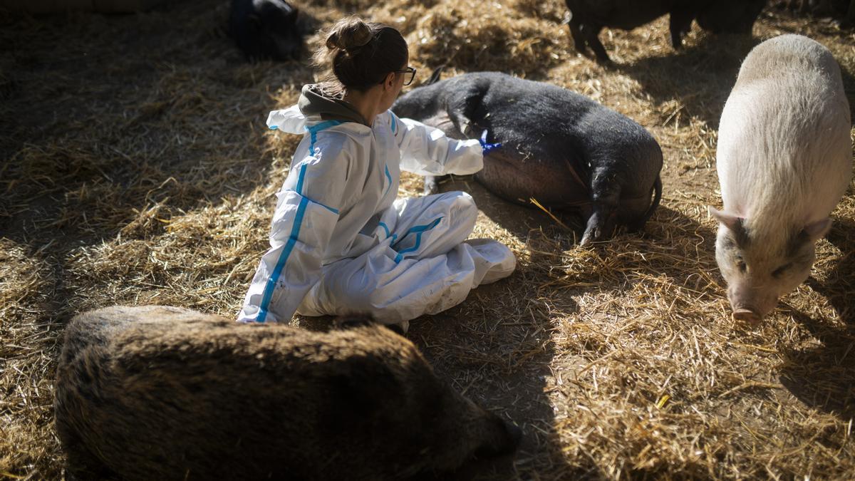 Detectados tres nuevos jabalíes con peste porcina africana en Cerdanyola del Vallès