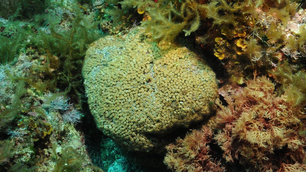 El coral Cladocora caespitosa en las Islas Columbretes.