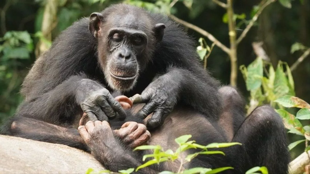 Foto de archivo de chimpancés en el zoo de Madrid.