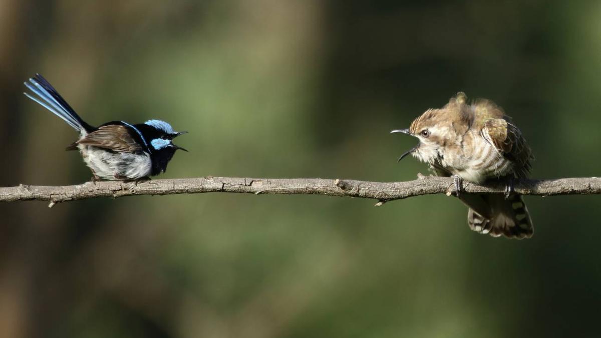 ¿Hablan los animales? Unas veinte especies vocalizan con componentes innatos y aprendidos