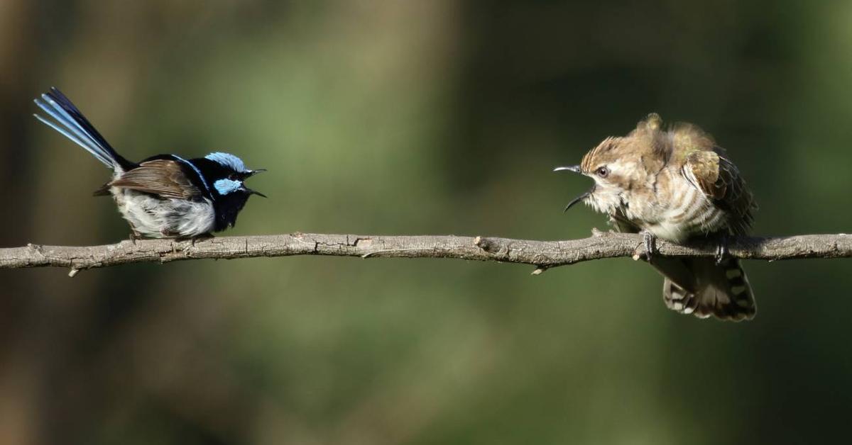 ¿Hablan los animales? Unas veinte especies vocalizan con componentes innatos y aprendidos
