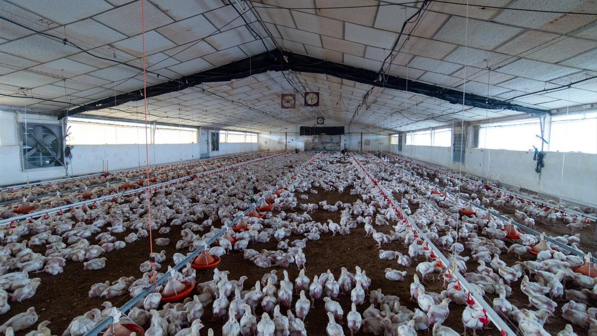 El brote de gripe aviar en el Manzanares evidencia que el virus está descontrolado fuera de las granjas