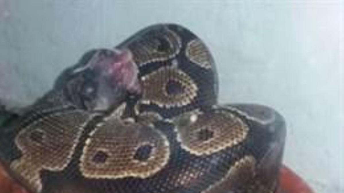 Imagen de la serpiente pitón asfixiando a una cría de perro.