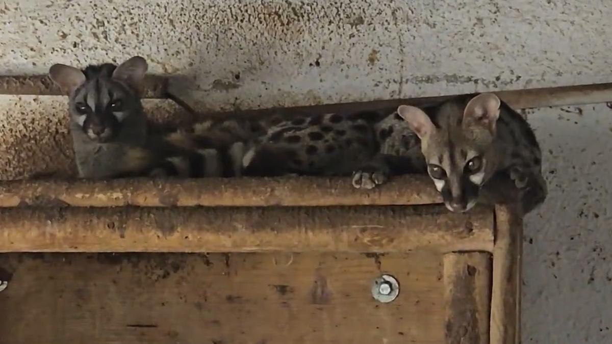 Animales recuperados.