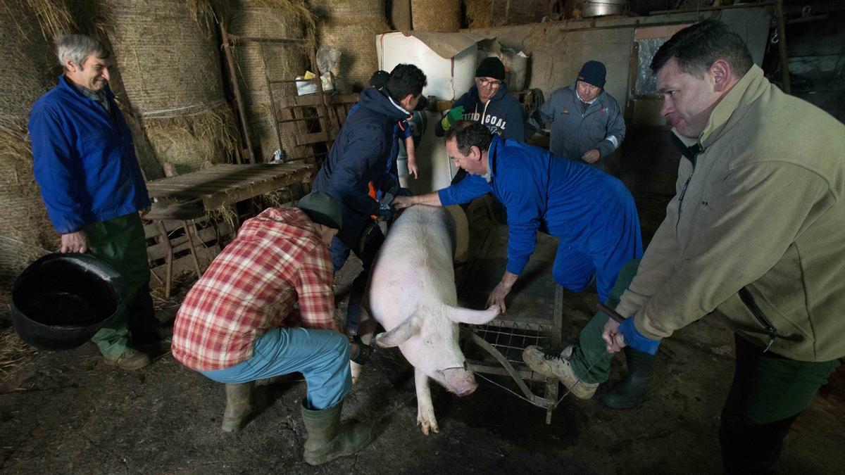 Qué es la peste porcina africana y por qué es la mayor amenaza para los productores de cerdo