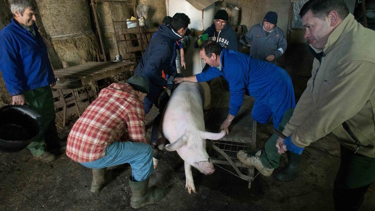 Varios hombres del pueblo preparan a un cerdo para la matanza en Paradela (Lugo), en enero de 2023.
