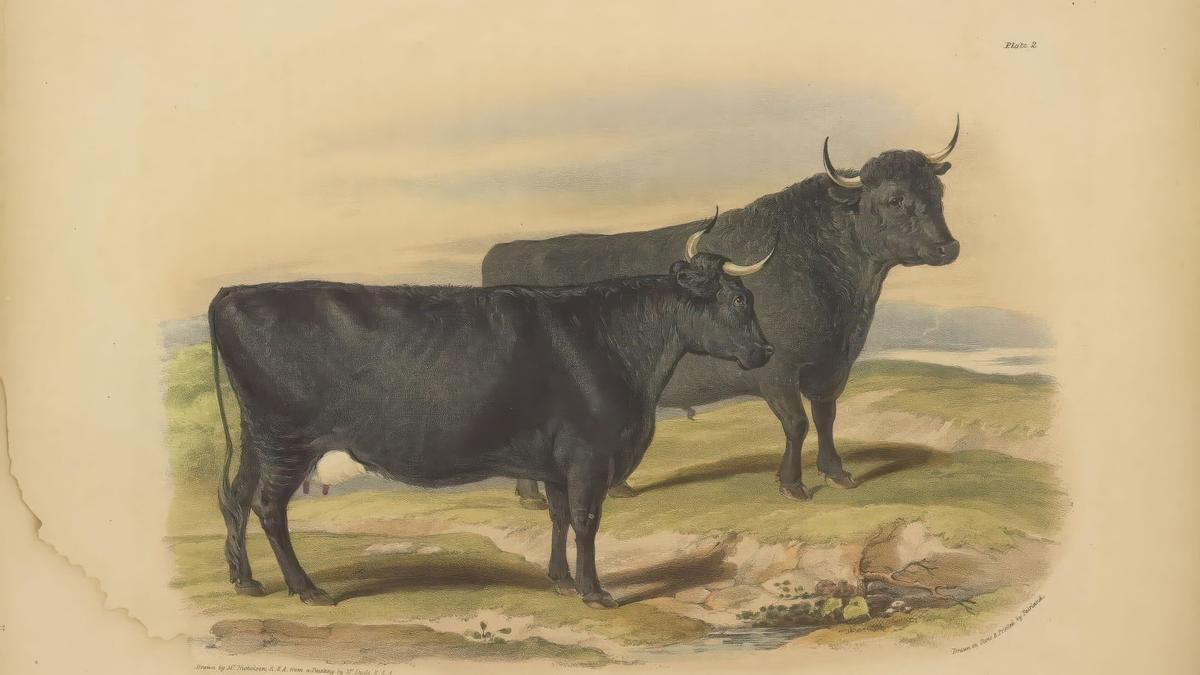 Ganado taurino de crianza en una granja inglesa. Estampa de 1842.