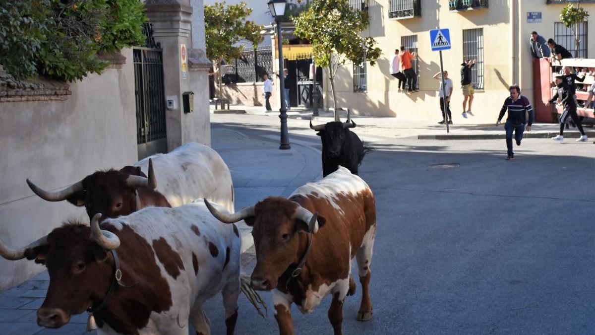 Corrida de toros en Villaviciosa de Odón 2025