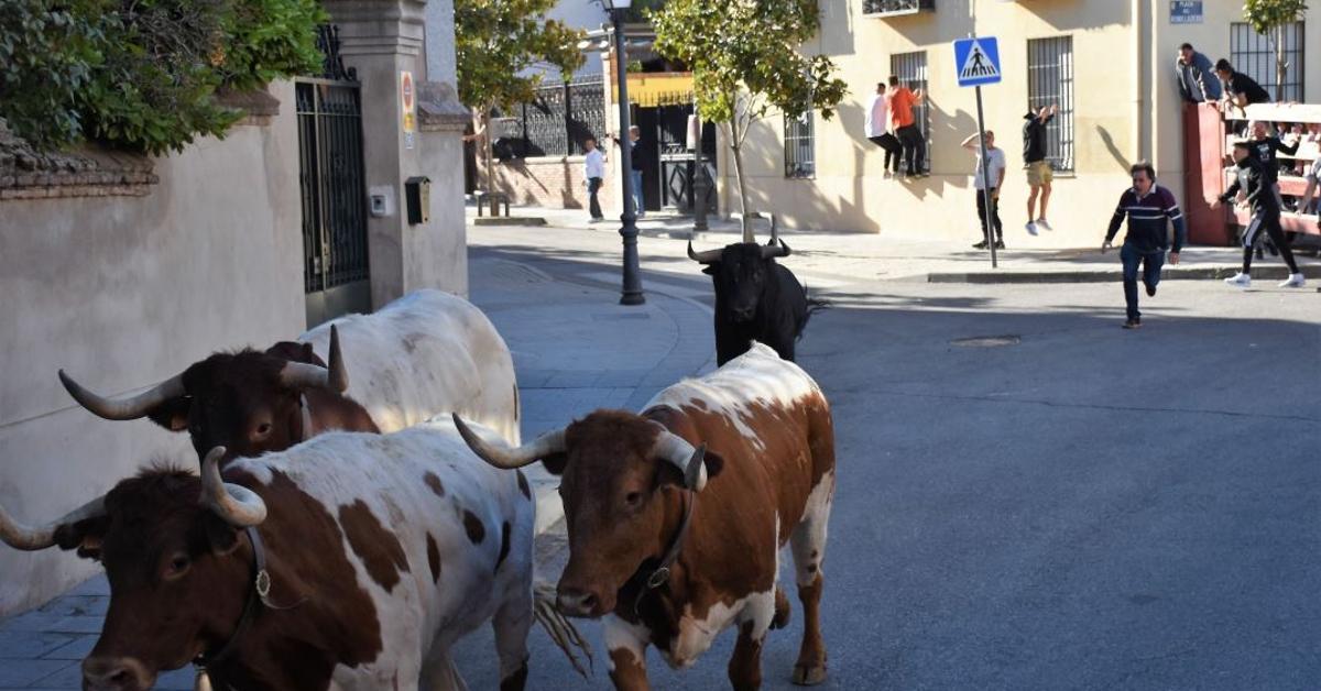 Villaviciosa de Odón gasta 200.000 euros más en toros que en actividades infantiles para sus fiestas patronales