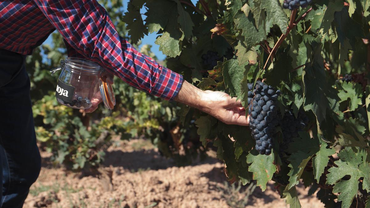 El consumo de vino cae en el mundo y sube en España, pero no bastará para frenar el golpe de los aranceles