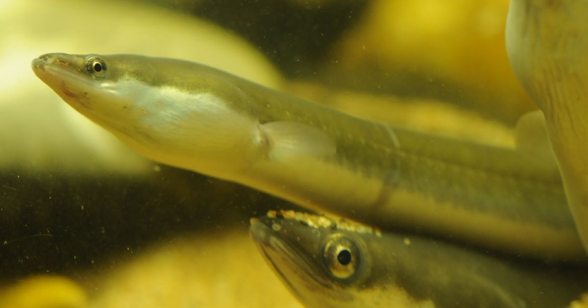 La anguila, al borde de la extinción por su escasez y por el deseo humano de exclusividad