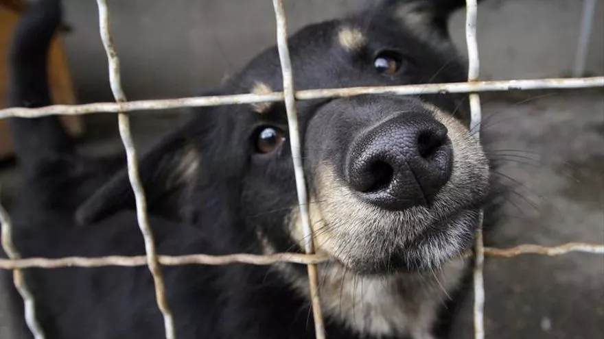 Imagen de un perro tras unas rejas.