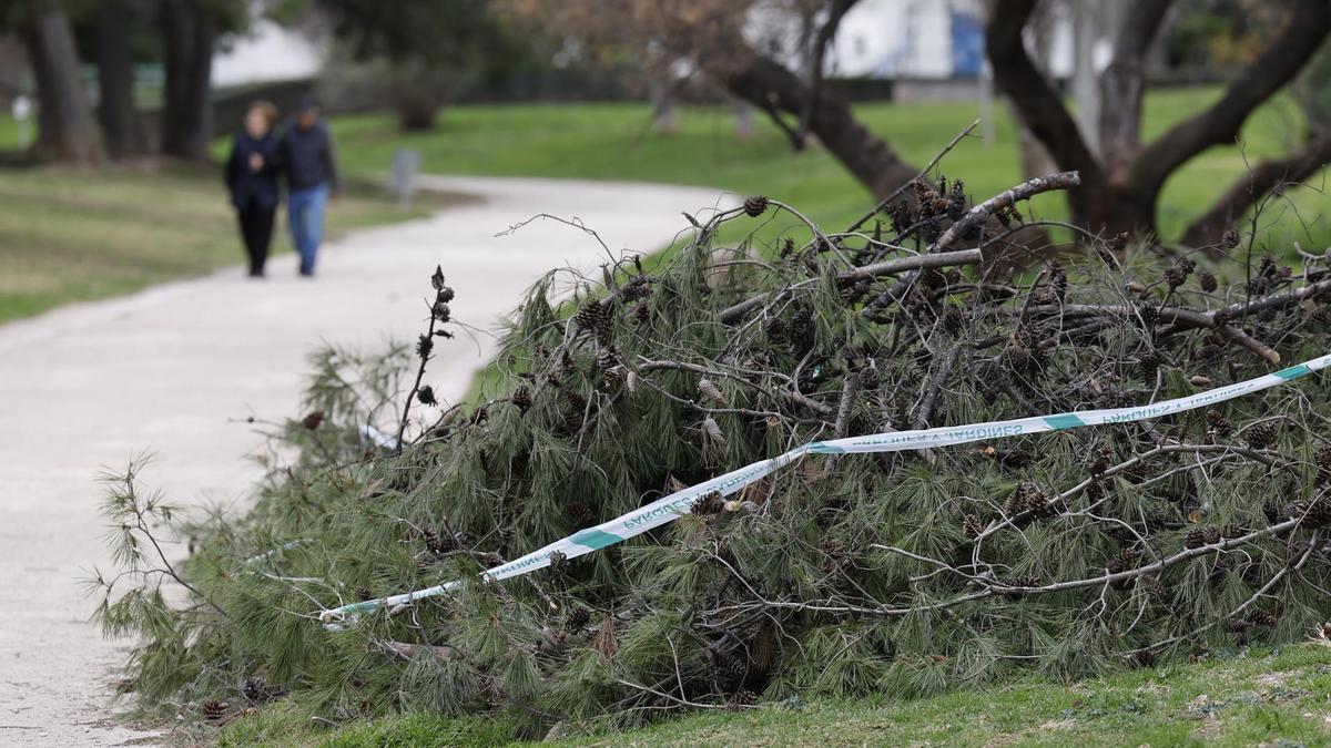 Arbol caído tras el temporal.