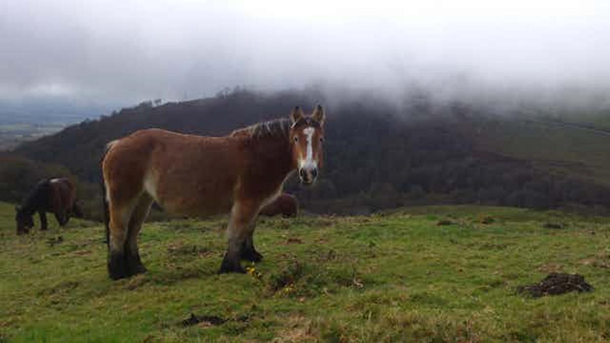 Los caballos, como estos empleados en un proyecto de restauración ambiental en Roncesvalles (Navarra), ayudan a eliminar el exceso de combustible que favorece grandes incendios forestales.