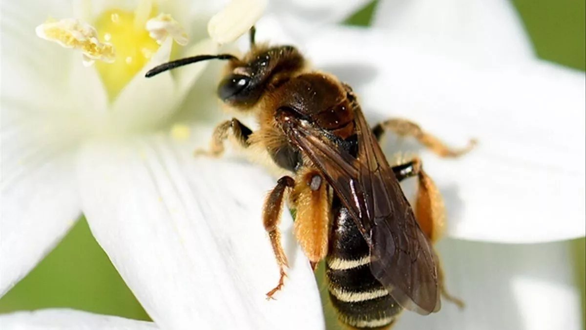 Un ejemplar de abeja 'Andrena baetica'.