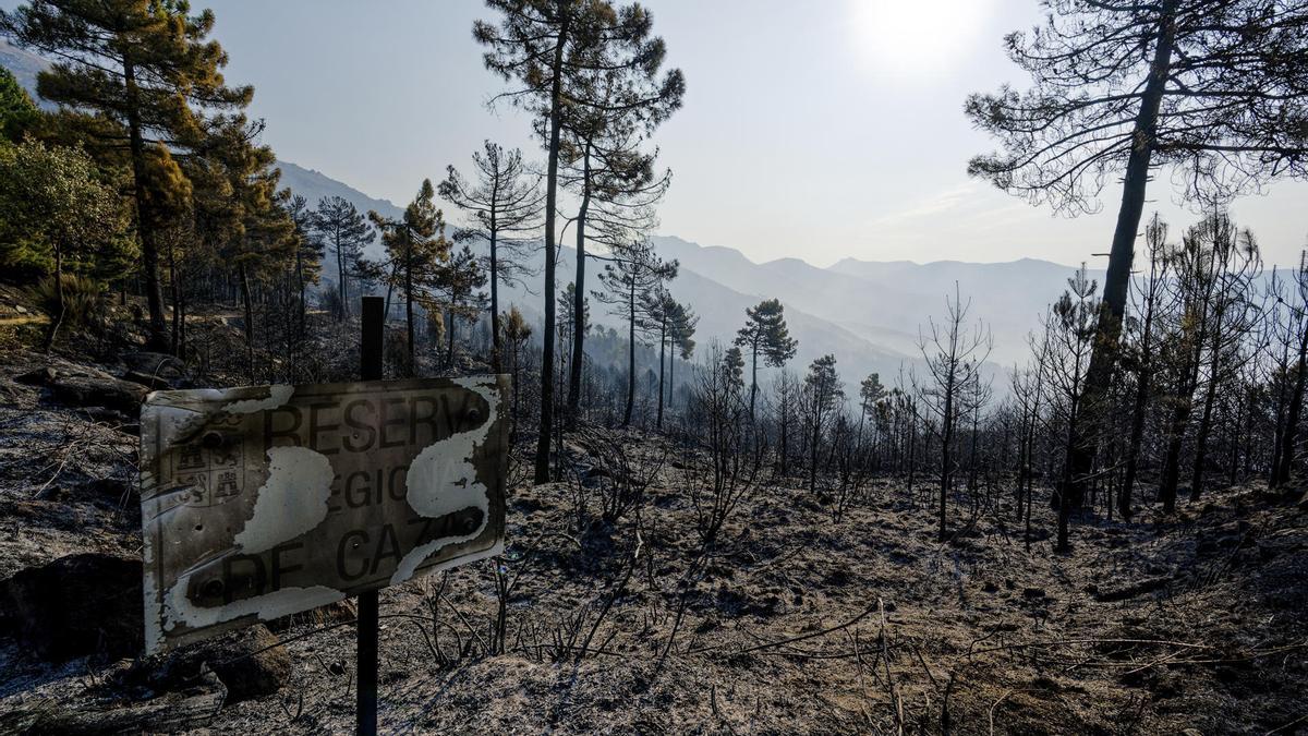 El incendio forestal de Ávila no sufre reproducciones tras una noche de trabajo productivo