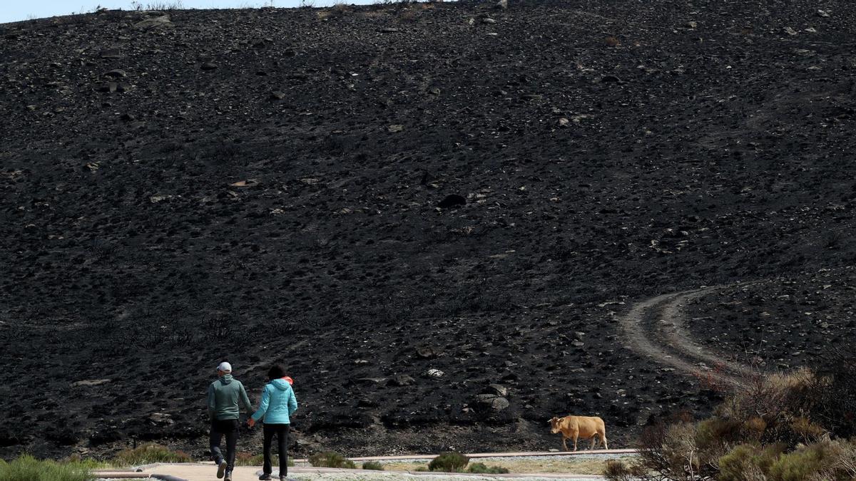 Zona arrasada por los incendios en los alrededores de la localidad zamorana de San Martín de Castañeda.