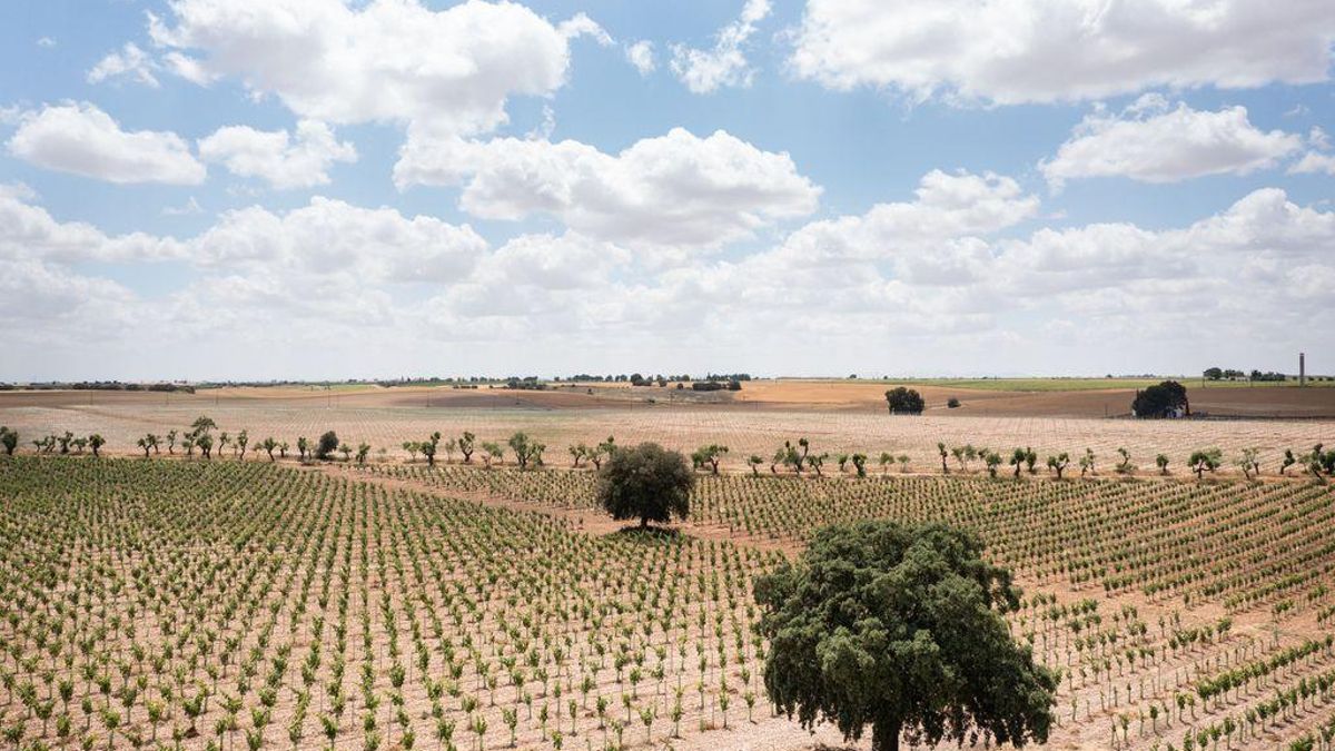 Las Tablas de Daimiel se erigen como el epicentro del robo de agua agrícola ante la inacción de García-Page