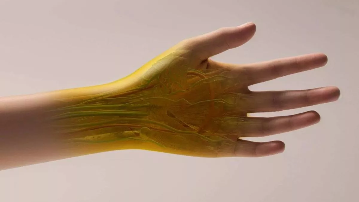 Ilustración de una mano humana tal y como podría aparecer si, en el futuro, el nuevo efecto de transparencia tisular probado en ratones resultara eficaz en humanos.